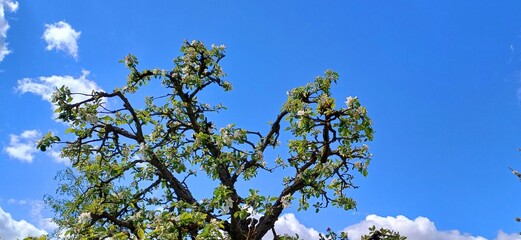 frühling