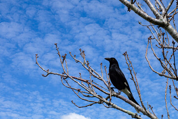 Horse and black bird crawl spotted during Toowoomba Carnival of Flowers, Queensland 