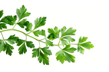 Parsley White Background. Fresh Green Leaves of Parsley Isolated on White Background