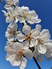 Sprig of blooming cherry on the background of the blue sky. Detail.