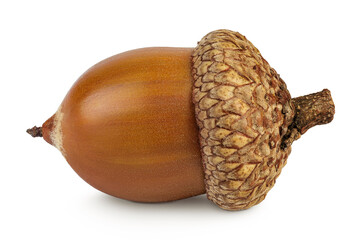 Brown acorn oak nut isolated on white background