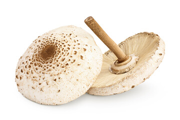 Parasol mushroom or Macrolepiota procera isolated on white background