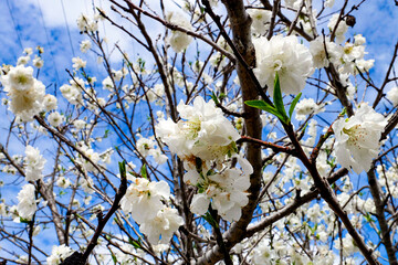 Public Park and Toowoomba Carnival of Flowers
