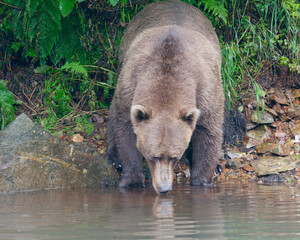Alaskan Brown Bear drinking water by the shore in Big River Lakes, Alaska, USA