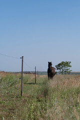 a horse walks across a field next to electric fences