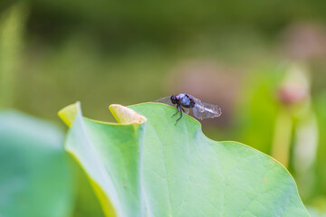 Dragonfly Resting on Green Lotus Leaf