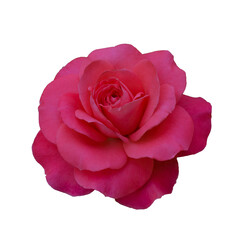 Fresh beautiful pink rose isolated on white background