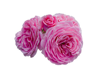 Bouquet of pink roses isolated on white background