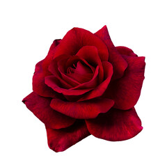 Dark red rose is on white background