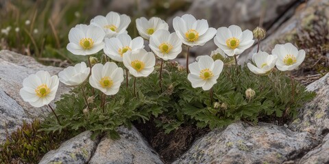 Delicate Dryas octopetala flowers bloom, showcasing the beauty of white mountain avens, a stunning representation of nature s elegance in alpine environments. Explore the charm of Dryas octopetala.