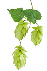 Hop cones branch isolated on white background. Beer brewing ingredients