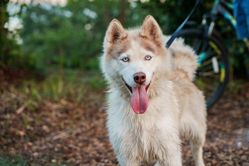 A young husky dog with blue eyes
