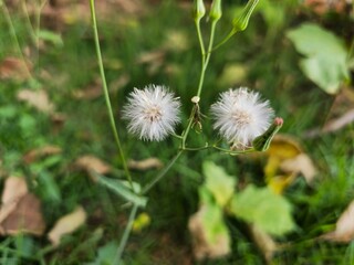 white dandelion flower