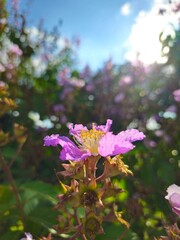 Beautiful flower in the park