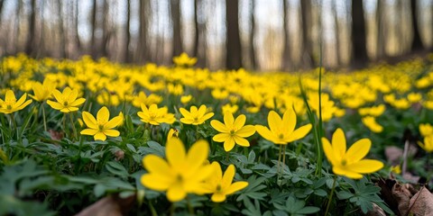 Fototapeta premium The first yellow spring flowers bloom in the forest, creating a vibrant scene. These yellow spring flowers signify the arrival of the season, brightening the natural landscape with beauty.