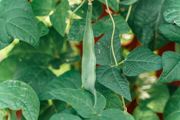 A green peas grow on a branch.