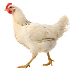 Fototapeta premium White Chicken Side View Isolate On Transparent Background Cutout, PNG file, Cutout file