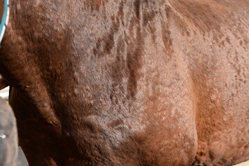 Urticaria beim Pferd, Detail