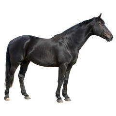 Obraz premium Black Horse Standing Isolate On Transparent Background Cutout, PNG file, Cutout file