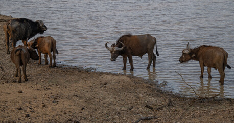 Afrikanische Tiere Kaffernbüffel oder auch Afrikanischer Büffel Steppenbüffel genannt, am Wasserloch vom Krüger National Park - Kruger Nationalpark Südafrika