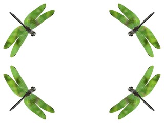 Green Dragonfly Frame Nature Insects Spring Summer Wildlife Border Design Template Background Image