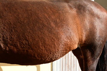 Urticaria beim Pferd, Detail © Grubärin