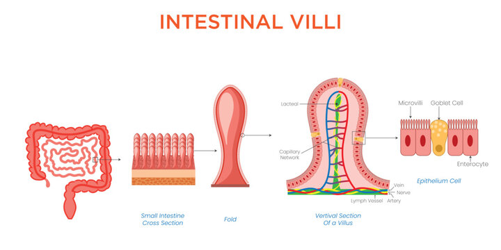 Intestinal Villi Structure and Role in Nutrient Absorption