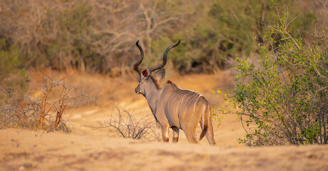 Afrikanische Tiere Männlicher groß Kudu Strepsiceros im Krüger National Park - Kruger Nationalpark Südafrika