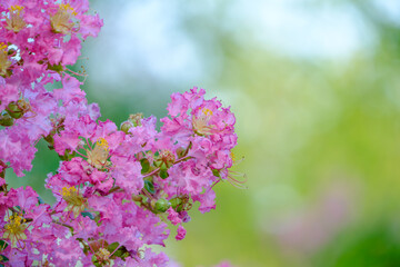 Obraz premium Pink Crepe Myrtle Blossoms in Bloom
