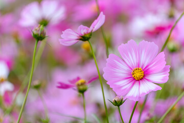 Obraz premium Pink Cosmos Flowers in Full Bloom