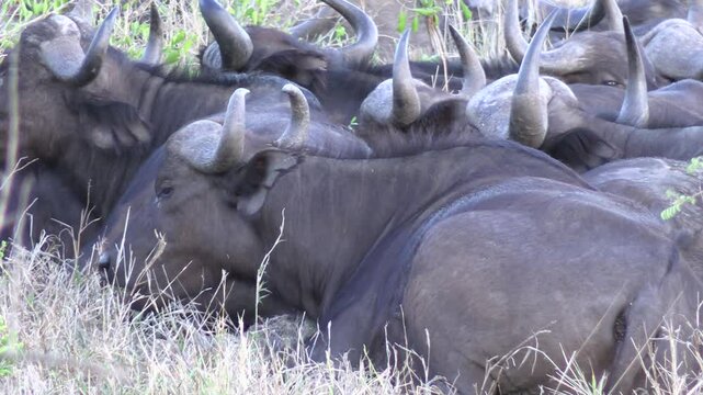 troupeau de buffles dans le Parc National Kruger, Afrique du Sud