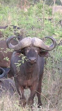 troupeau de buffles dans le Parc National Kruger, Afrique du Sud