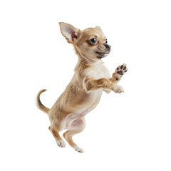 Cute Chihuahua Puppy Standing on Hind Legs
