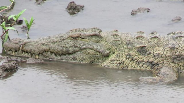 crocodile dans le Parc National Kruger, Afrique du Sud