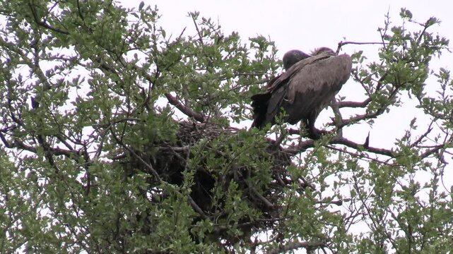 vautour dans le Parc National Kruger, Afrique du Sud