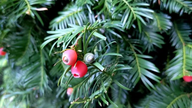 Red berries of the common yew tree (taxus baccata) amongst green leaves. Common yew, English yew, European yew