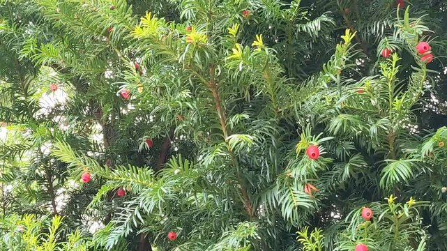 Yew Tree (Taxus Baccata) beautiful yew tree with red berries 