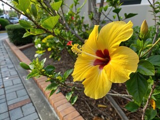 City garden's bright yellow hibiscus, a red heart.