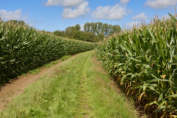 Country path between corn fields