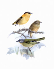 Fototapeta premium Bird illustration with classic inspiration. Digital watercolor on a white textured paper background. Clean design, ideal for versatile use.