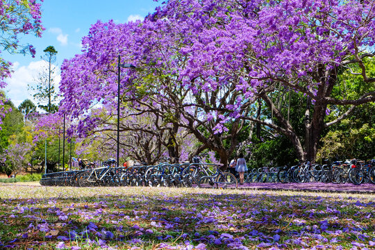 Beautiful purple and pink Jacaranda flowers and trees at UQ lake 