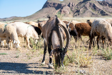 A herd of domestic goats in a dry climate