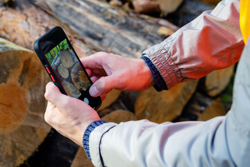 Forestry engineer takes photos of freshly cut logs on his smartphone. Ecologist inspecting the condition of cut trees.