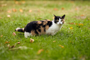 Cute small cat in grass of garden