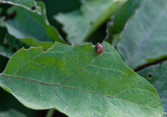 Colorado beetles and larvae on eggplant leaves.