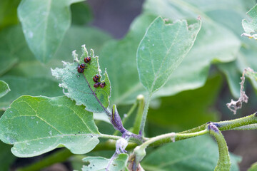 Colorado beetles and larvae on eggplant leaves.