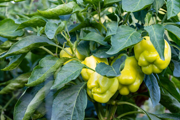 Green ripe sweet pepper in the garden. Organic farming. A small business growing sweet paprika in...