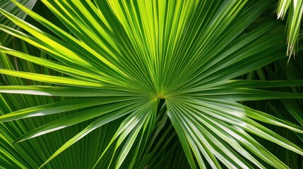 Lush Green Palm Fronds Displaying Natural Beauty