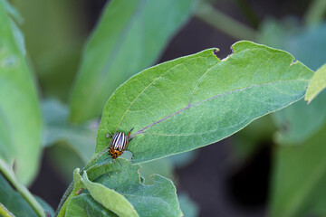 Colorado beetles and larvae on eggplant leaves.