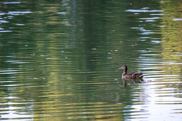 A wild duck swims in a city pond.